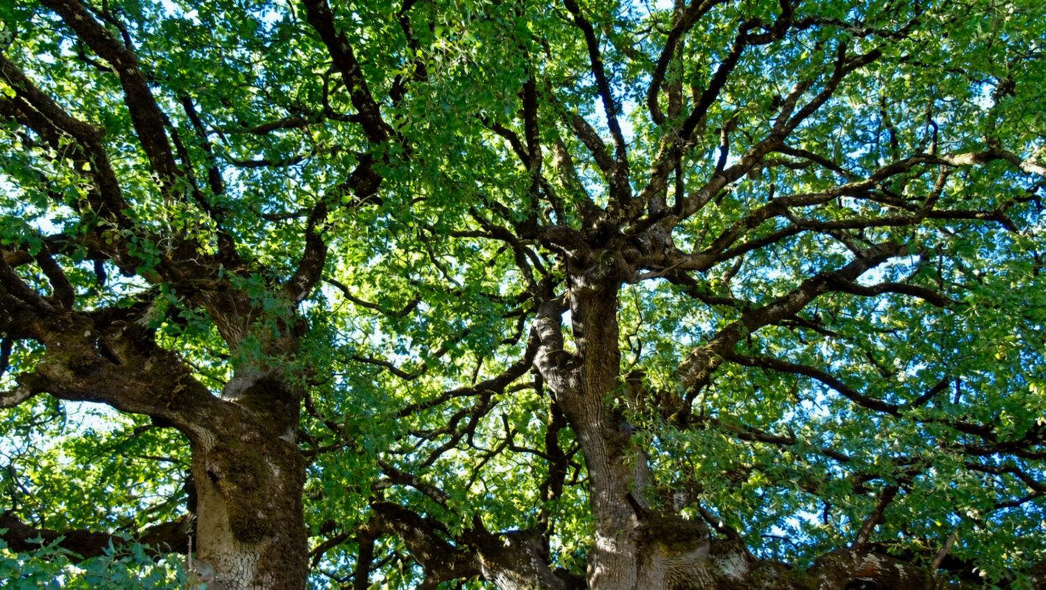 Κοιτώντας ψηλά στο δρυόδασος